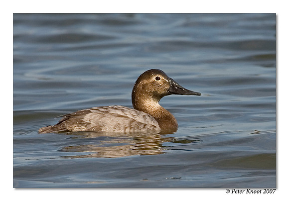 Canvasback