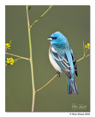 Lazuli Bunting