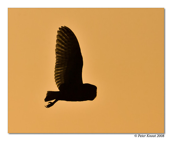 Barn Owl