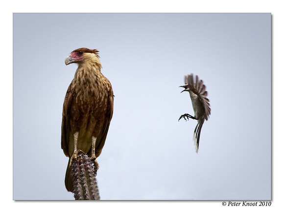 Crested Caracara and Tropical Mockingbird