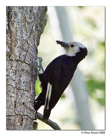 White-headed Woodpecker
