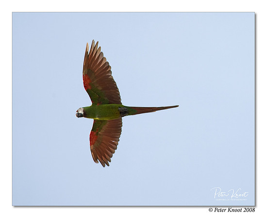 Chestnut-fronted Macaw