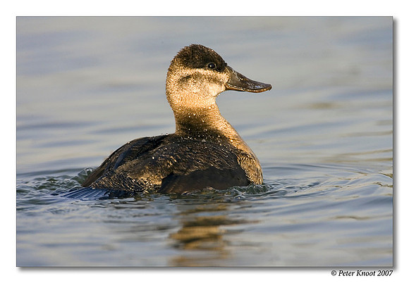 peter_ruddy_duck_8