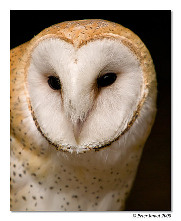 Barn Owl