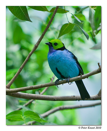 Paradise Tanager