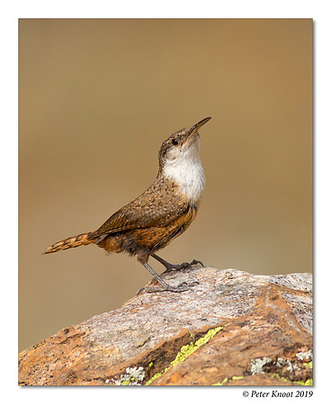 Canyon Wren