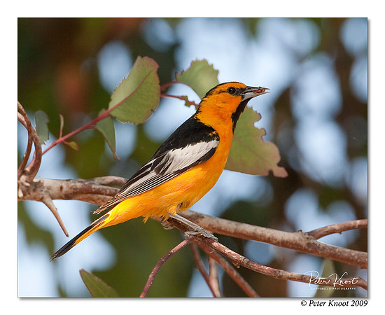 Bullock's Oriole