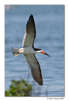 Black Skimmer