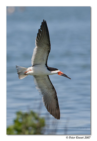 Black Skimmer