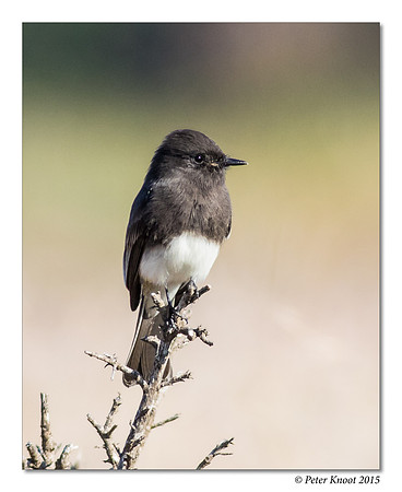 peter_black_phoebe_13