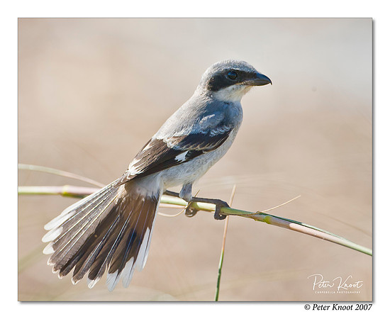 Loggerhead Shrike