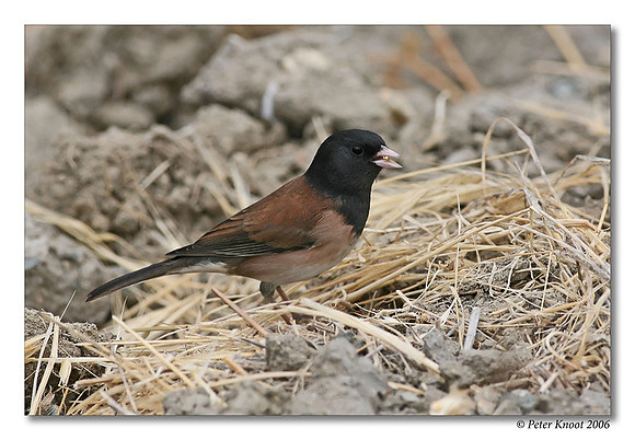 Dark-eyed Junco
