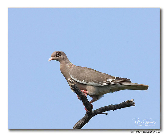 Bare-eyed Pigeon