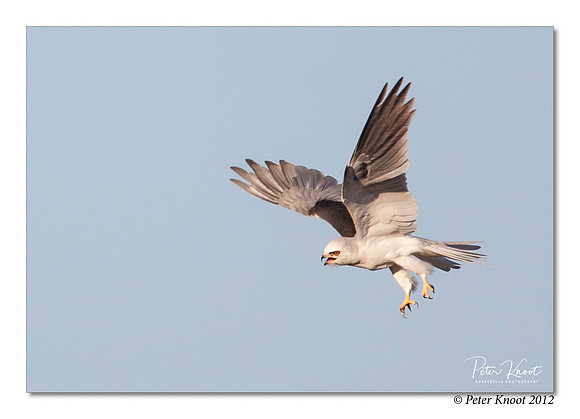 White-tailed Kite