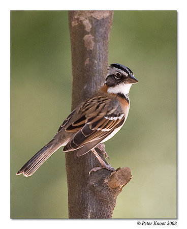 Rufous-collared Sparrow