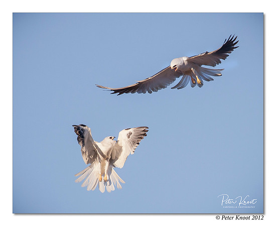 White-tailed Kite