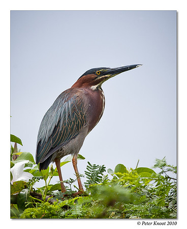 Green Heron