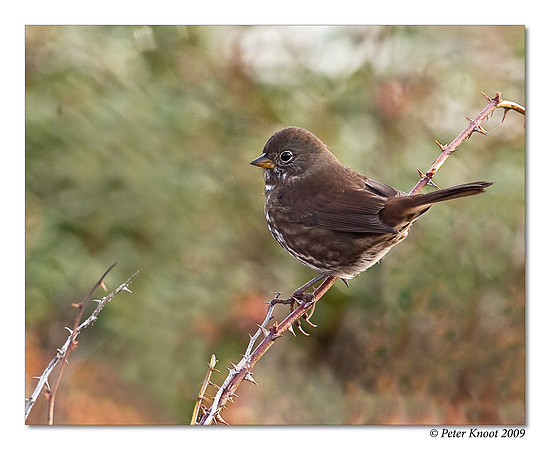 Fox Sparrow