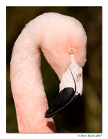 Chilean Flamingo