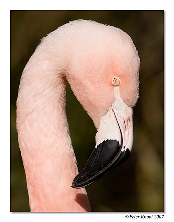 Chilean Flamingo