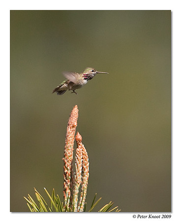 Calliope Hummingbird