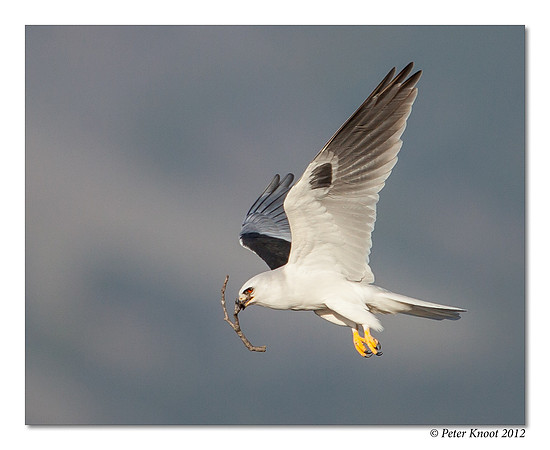 White-tailed Kite