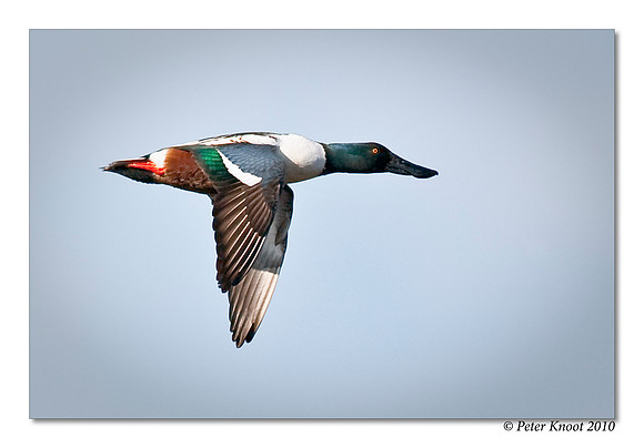 Northern Shoveler