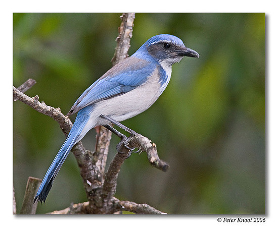 Western Scrub-Jay