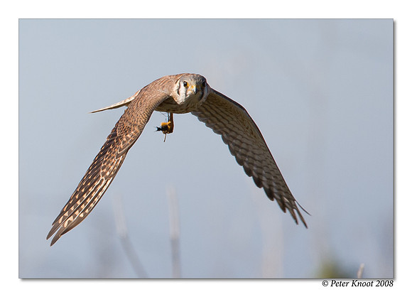 American Kestrel