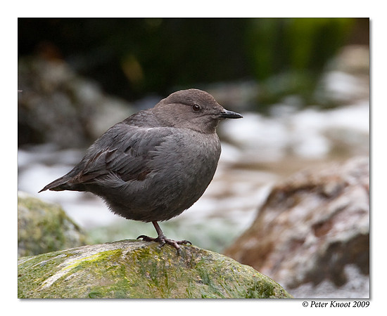 American Dipper