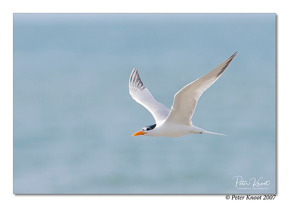 Royal Tern