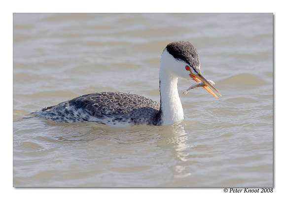 Clark's Grebe