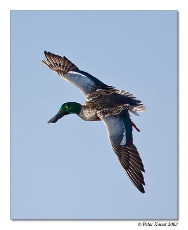 Northern Shoveler