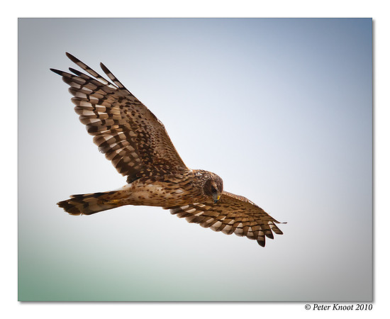 Northern Harrier