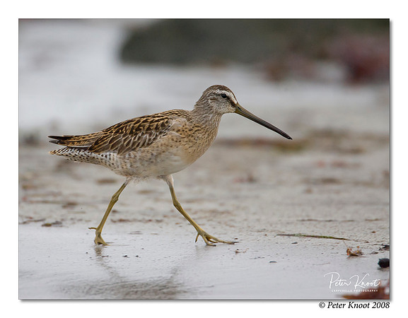 Long-billed Dowitcher