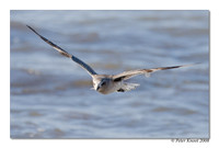 Black-bellied Plover