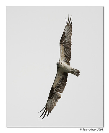 Osprey