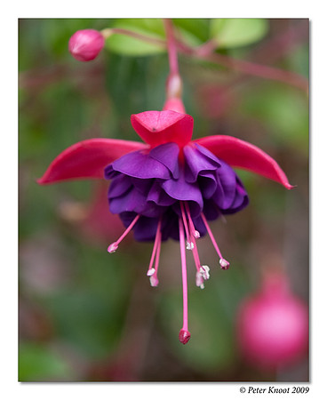 Fuchsia
