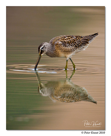 Long-billed Dowitcher