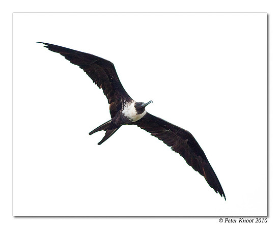 Magnificent Frigatebird