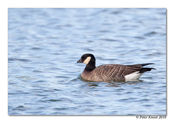 Cackling Goose