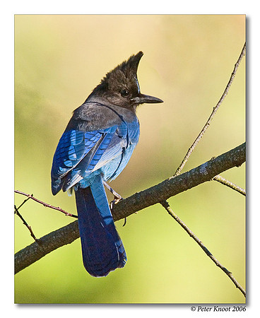 Steller's Jay