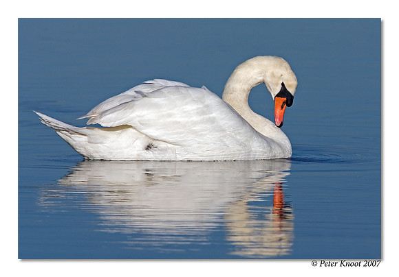 Mute Swan