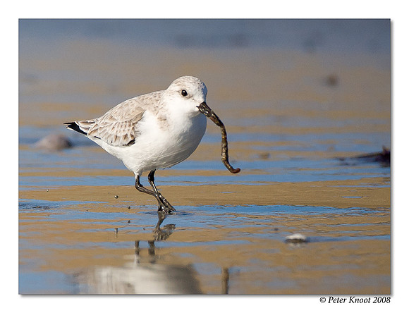 Sanderling