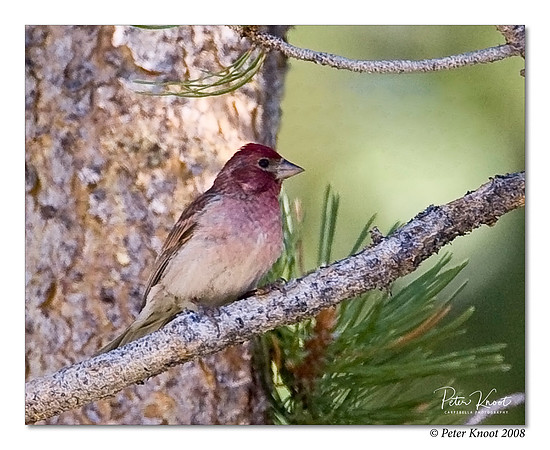Cassin's Finch