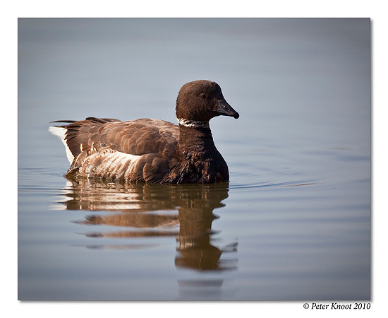 Brant