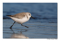 Sanderling