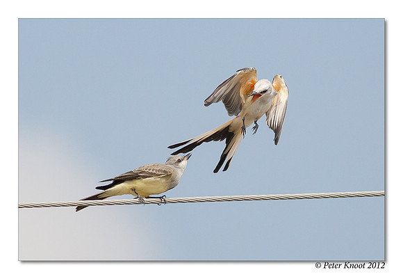 Scissor-tailed Flycatcher