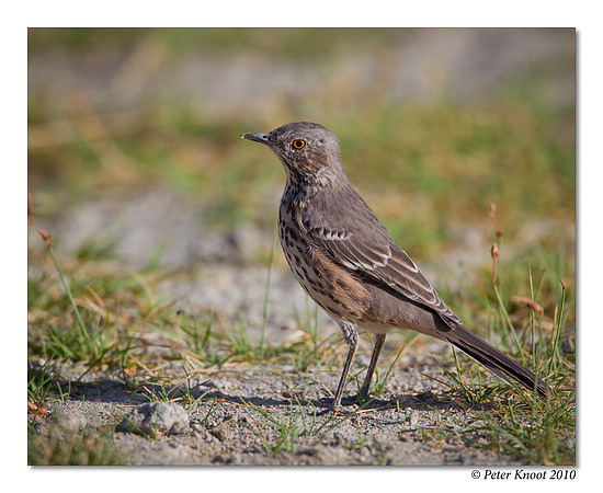 Sage Thrasher