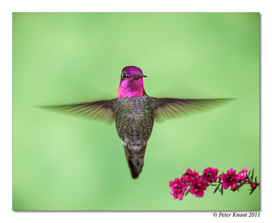 Anna's Hummingbird